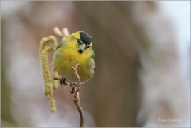 <p>ČÍŽEK LESNÍ (Carduelis spinus) ------- /Eurasian siskin - Erlenzeisig/</p>